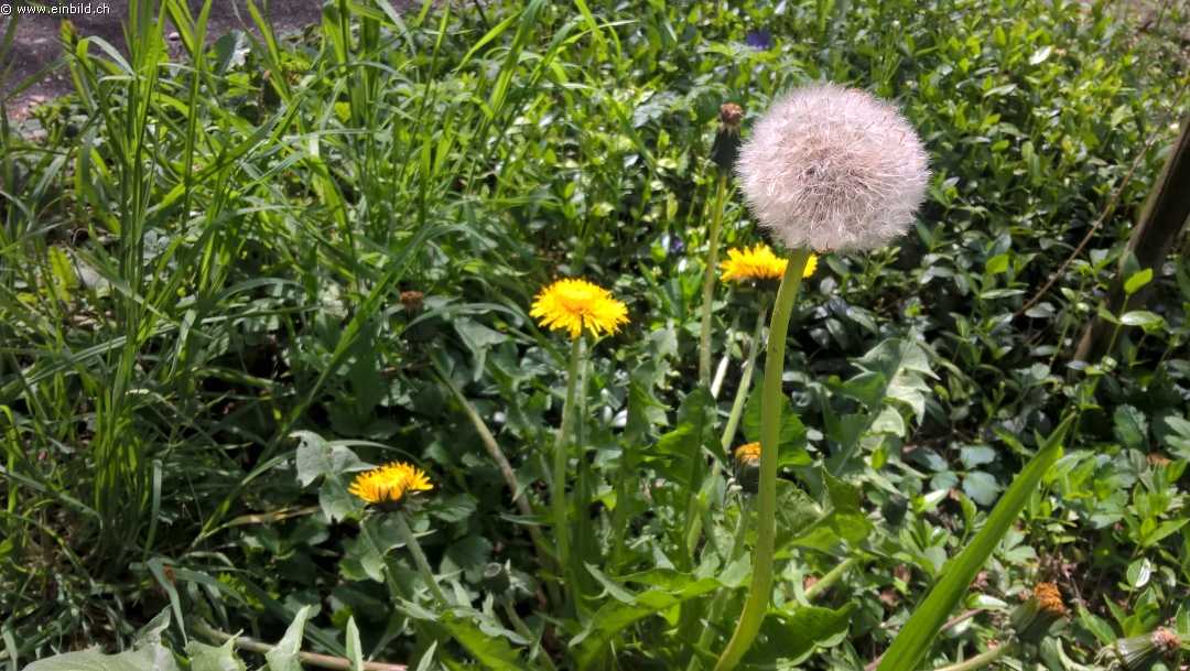 Pusteblume